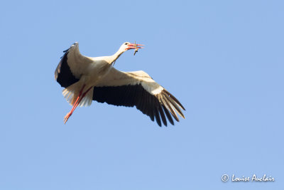 Cigogne blanche