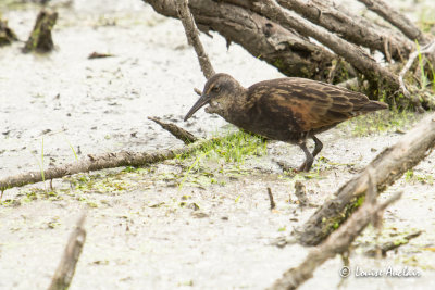 Rle de Virginie - Virginia Rail