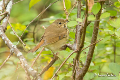 Grive solitaire - Hermit Thrush