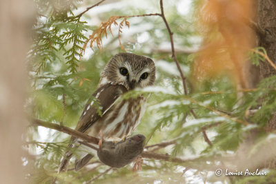 Petite Nyctale - Northern Saw-Whet Owl