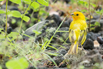 Serin du Mozambique   - Yellow-fronted Canary