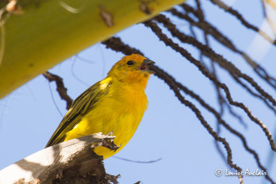 Sicale bouton-d'or - Safron Finch