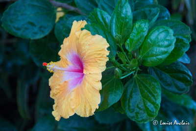 Hibiscus, fleur nationale dHawaii