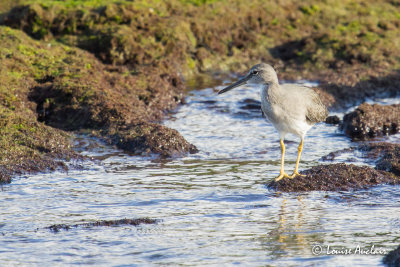 Chevalier errant - Wandering Tattler