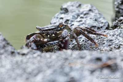 Crabe noir (a 'ama)