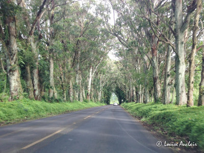 Tree tunnel