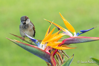 Moineau domestique