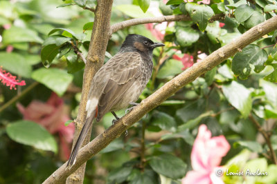 Bulbul  ventre rouge