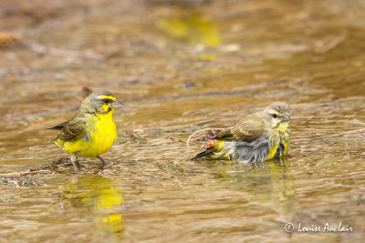 Serin du Mozambique   - Yellow-fronted Canary
