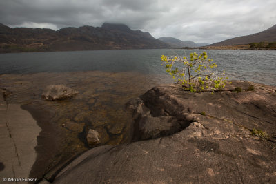 Loch Maree's Little Tree