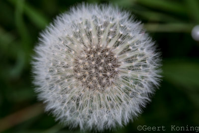 _5D37671.jpg