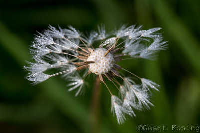 _5D37699.jpg