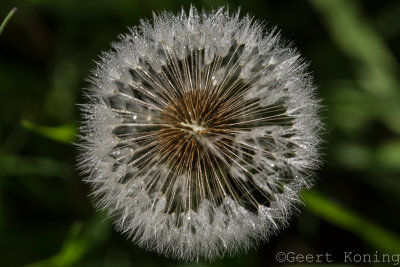 _5D37771.jpg