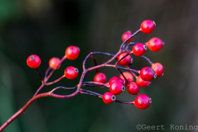 _5D36583.jpg