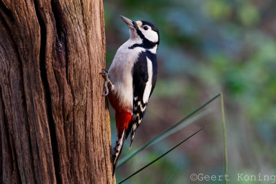 Woodpeckers/Spechten