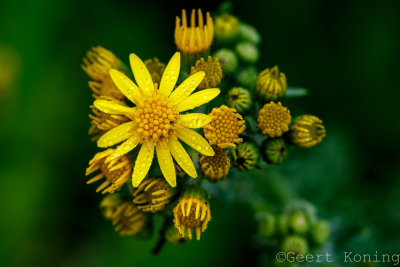 _5D38951.jpg