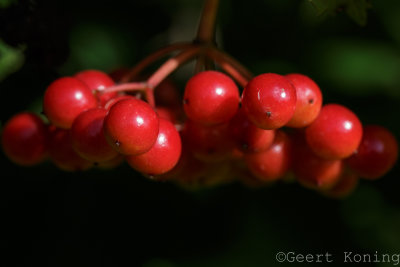 _5D39916.jpg