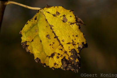 _5D31724.jpg