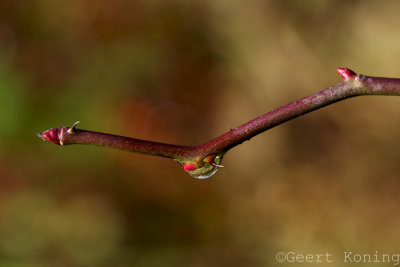 _5D31946.jpg