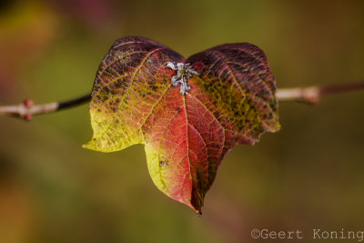 _5D32200.jpg