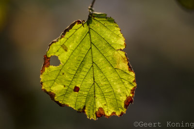 _5D32263.jpg