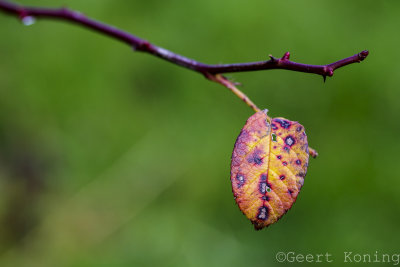 _5D32461.jpg