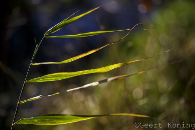 _5D32867.jpg