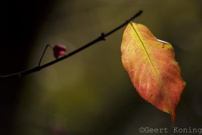 _5D32878.jpg