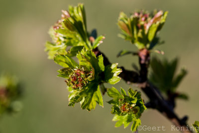 _5D33184.JPG