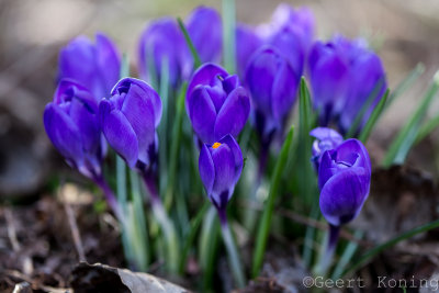 Crocus