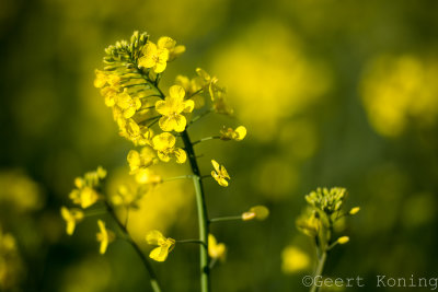 _5D34044.jpg