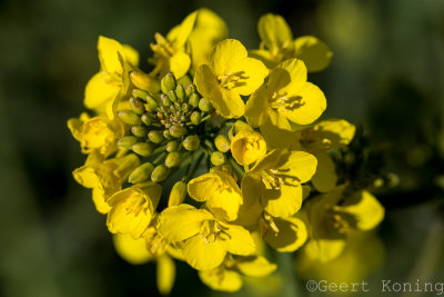 _5D34102.jpg