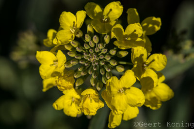 _5D34356.jpg