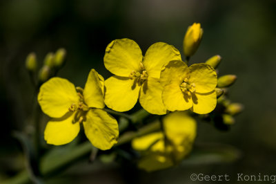 _5D34437.jpg