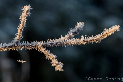 _5D32581.JPG