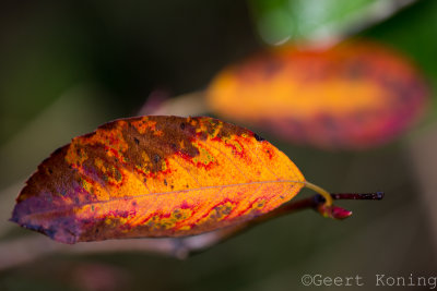 _5D32273.JPG