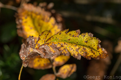 _5D32287.JPG