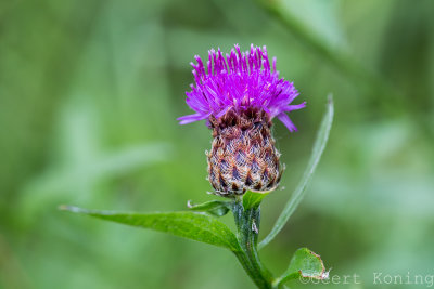 Knapweed/Knoopkruid