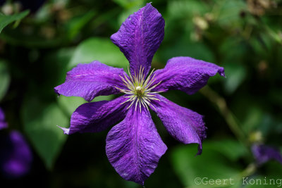 Clematis