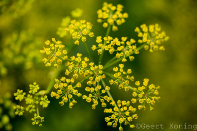 _5D31532.JPG
