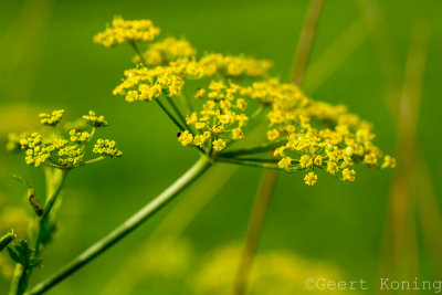 _5D31653.JPG