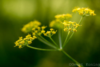 _5D31675.JPG