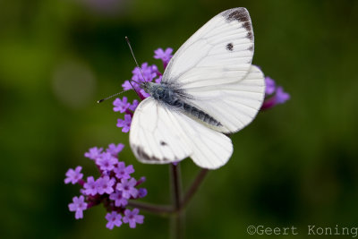 _5D31162.JPG
