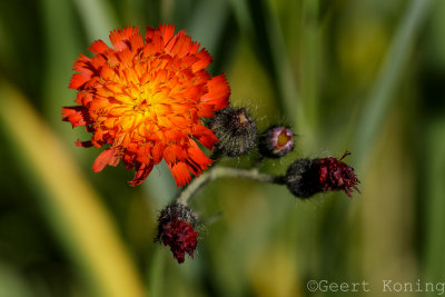_5D31039.jpg