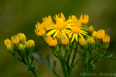 _5D30661.JPG