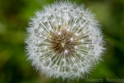 _5D39460.JPG