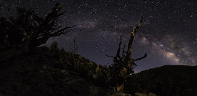 ancient_bristlecone_pine_forest