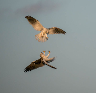 Black Shouldered Kites