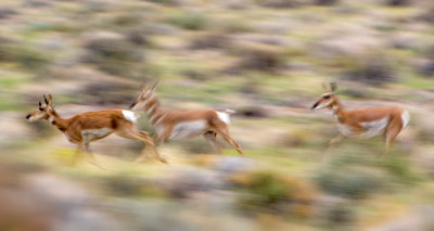 Antelope Spring 5682.jpg