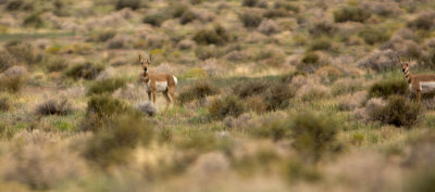 Antelope Spring 5742.jpg